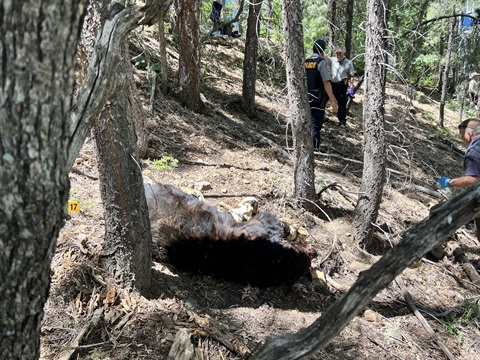 BEAR ATTACKS AND KILLS MAN IN WOODS AROUND PRESCOTT YCSOAZ.gov